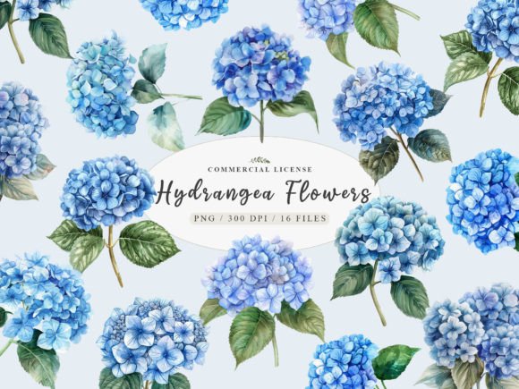 Download Blue Hydrangea Png, Hydrangea Botany Png - Botany Collection